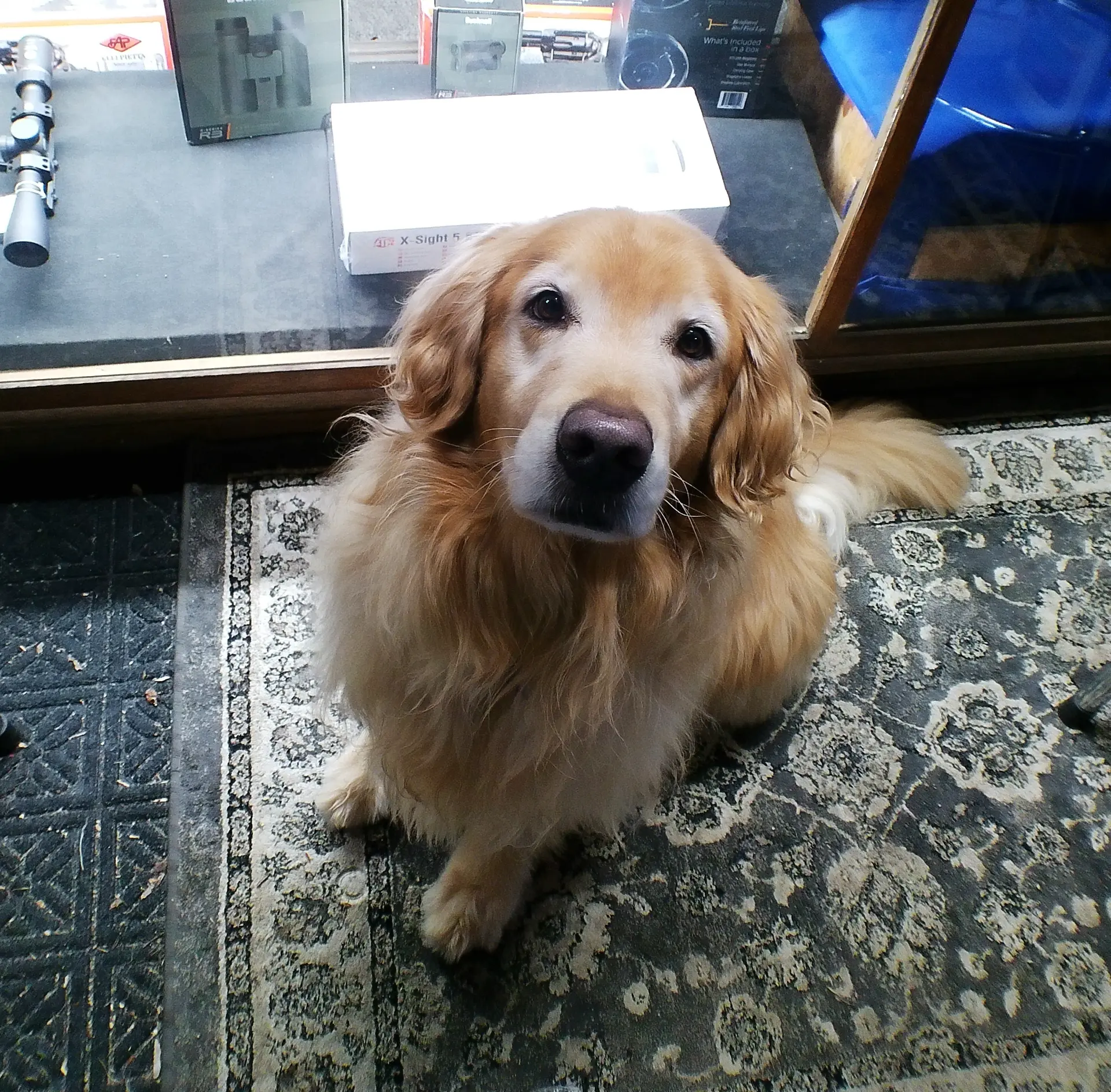 The shop dog greeting customers at the counter at Beverly Supply Co.